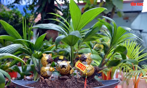 Độc đáo bonsai dừa hình hổ trưng Tết với đủ sắc thái biểu cảm