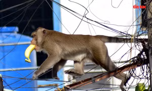 Đàn khỉ hoang ‘đại náo’ khu dân cư