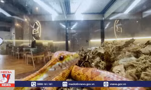 Quán cà phê 'bò sát' ở Malaysia