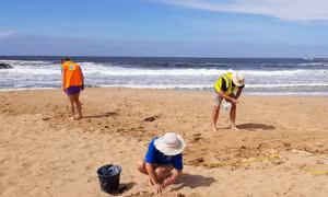 Đãi cát tìm hạt vi nhựa ở Australia