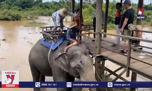 Đàn voi ở Buôn Đôn dừng cõng khách