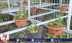 Người bán lan đột biến phải kê khai, nộp thuế