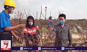 Thương lái hủy hợp đồng, thu lại tiền đặt cọc khi đã mua đào ở Hải Dương