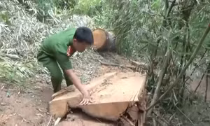 Khẩn trương xử lý vụ phá rừng đặc dụng tại Đắk Lắk