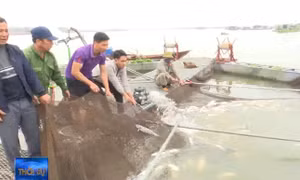 Xác định nguyên nhân hơn 100 tấn cá lồng chết trên sông Thái Bình