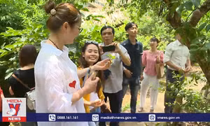 Độc đáo với trải nghiệm hái mận ở Mộc Châu