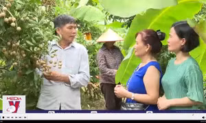 Hấp dẫn tour trải nghiệm vườn nhãn ở Hưng Yên