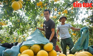 Thủ phủ bưởi Diễn tất bật thu hoạch phục vụ Tết Quý Mão