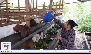Treo chuồng nuôi dê vì không thể gánh lỗ