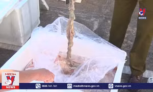 Bắt vụ vận chuyển 1,7 tấn nội tạng động vật thối