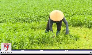 Nông dân chuyển hướng sang trồng rau muống VietGAP