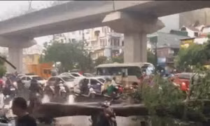 Một người tử vong, một người bị thương do cây đổ ở Hà Nội