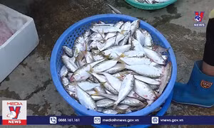 Cá mòi - Đặc sản trời cho trên sông Hồng