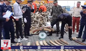 Thu giữ hàng trăm kg ngà voi châu Phi
