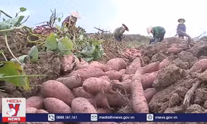 Khoai lang tươi được cấp phép xuất khẩu sang Trung Quốc