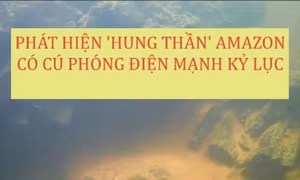 Phát hiện loài lươn Amazon có thể phóng điện như trong phim viễn tưởng