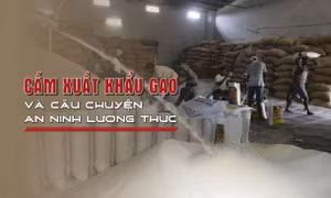 Tin tức TV: Cấm xuất khẩu gạo và câu chuyện an ninh lương thực