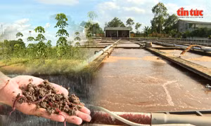 Doanh nghiệp chuyển hóa bùn thải thành phân hữu cơ thân thiện môi trường