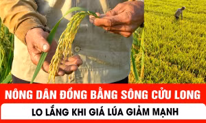 Nông dân Đồng bằng sông Cửu Long lo lắng khi giá lúa giảm mạnh