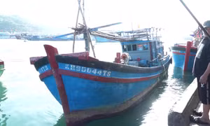 Ngư dân Khánh Hòa đón 'lộc' đầu năm từ cá ngừ đại dương