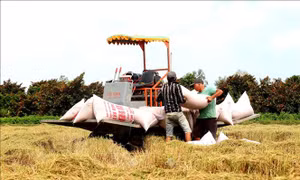 Vụ lúa Thu Đông có mức lợi nhuận cao nhất lịch sử