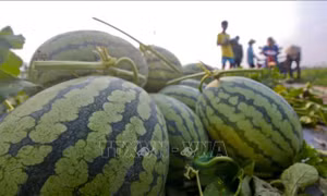 Xuất khẩu chính ngạch dưa hấu Việt Nam sang Trung Quốc