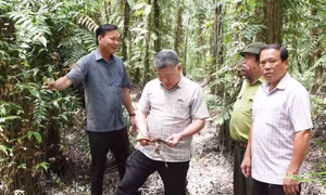 Hơn 17.540 ha rừng ở Cà Mau có nguy cơ bị cháy