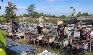 Ninh Bình phát triển thương hiệu mật ong vườn quốc gia 