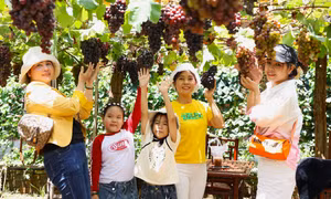 Trải nghiệm vườn nho trĩu quả giữa lòng TP Hồ Chí Minh