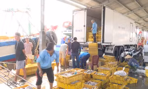 Ngư dân Sóc Trăng đón 'lộc biển' đầu năm 