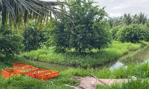 Liên kết mở rộng thị trường xuất khẩu chanh không hạt Vĩnh Long