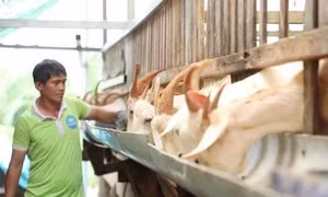 Gỡ 'điểm nghẽn' vốn thúc đẩy hợp tác xã phát triển
