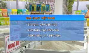 ‎Gạo Việt lấy lại vị thế đắt giá nhất thế giới