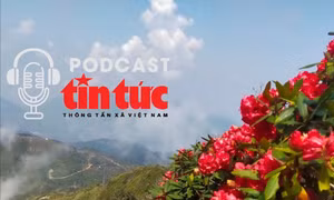 Vi vu Việt Nam: Ngắm ‘vương quốc’ hoa đỗ quyên từ đỉnh Fansipan