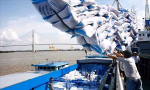 Doanh nghiệp xuất khẩu gạo Việt Nam ứng phó linh hoạt trước biến động từ thị trường Philippines