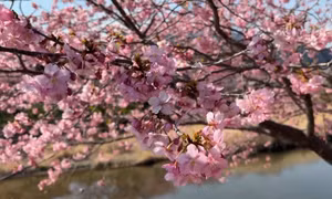 Hoa anh đào Kawazu rực nở trên quê hương 