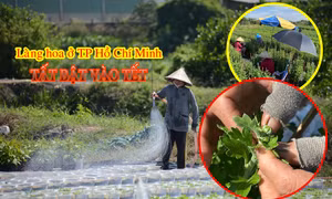 Làng hoa lớn nhất TP Hồ Chí Minh tất bật chăm sóc hoa Tết