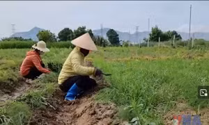 Hạn hán đe dọa sản xuất vụ Hè Thu tại Trung Bộ