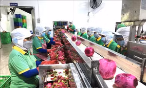  Xuất khẩu trái cây lạc quan ngay từ đầu năm