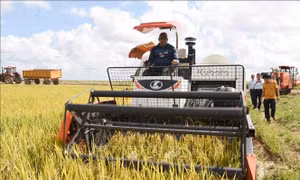 Sản xuất lúa là điểm sáng trong hợp tác nông nghiệp Việt Nam - Cuba