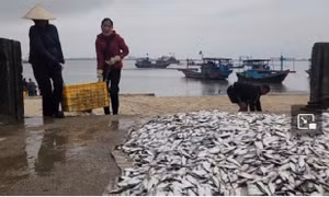 Ngư dân Hà Tĩnh trúng đậm cá biển