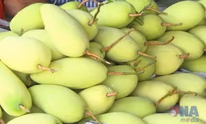 Xoài Việt Nam chiếm lĩnh thị trường Trung Quốc