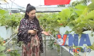 Trải nghiệm hái quả tại cao nguyên Mộc Châu