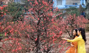 Làng đào Nhật Tân, quất Tứ Liên những ngày cận Tết