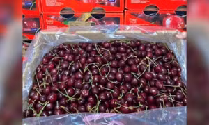 Cherry Chile về Việt Nam giá rẻ chưa từng thấy