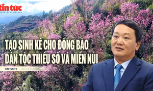 Tin tức TV: Tạo sinh kế, ổn định cuộc sống cho đồng bào dân tộc thiểu số và miền núi 