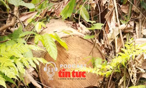 Tin nóng trong nước nghe nhanh sáng 25/8