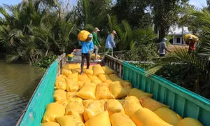 Đảm bảo cân đối cung - cầu lúa gạo, ứng phó diễn biến thị trường