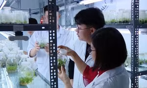 Nghị quyết 71 thúc đẩy giải bài toán thiếu nhân lực nông nghiệp
