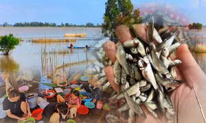 Niềm vui của bà con vùng biên khi mùa cá linh non về sớm